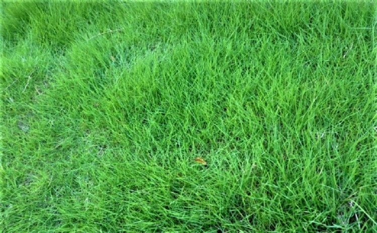 芝生に肥料をやる頻度は時期で変える。適切にやらないと逆効果！？