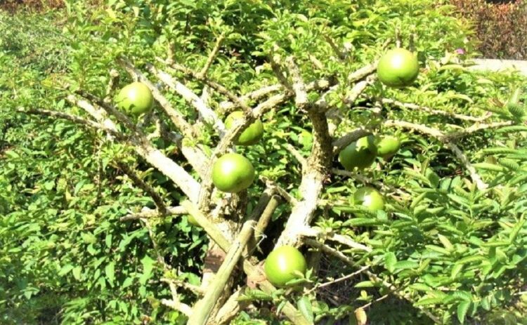 グァバ栽培は家の外で可能な場合も！グァバの実を収穫して楽しもう！