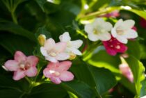 ハコネウツギはよく伸びる！うまく育てるには毎年の剪定が大事！