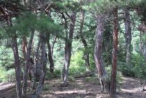 松は剪定すると枯れる？基本的な剪定方法と時期に加えてコツをご紹介