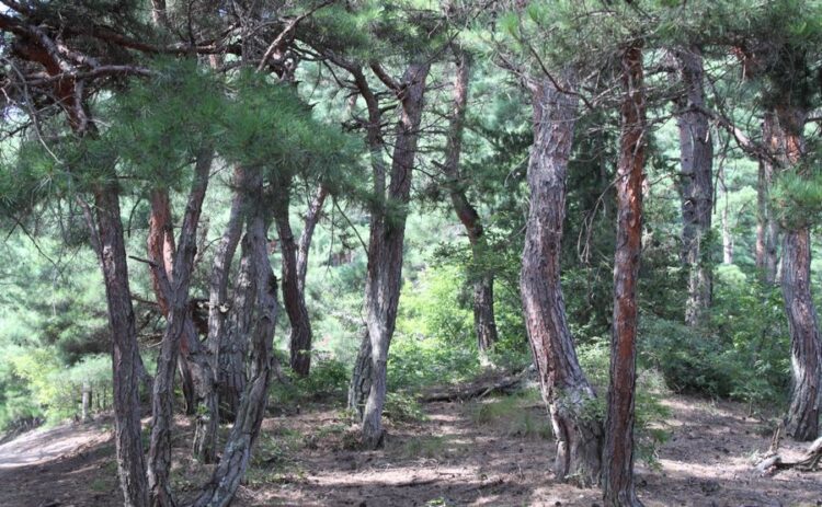 正しい松の剪定とは。枯れる原因は自分で作ってしまうかもしれない！