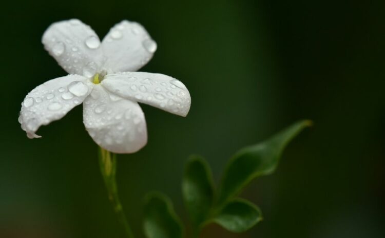 ジャスミンは毎年剪定しよう！その剪定方法から育て方まで解説します