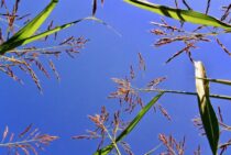 ヒメクグは丸い花をつける雑草！その駆除や予防の方法を紹介します