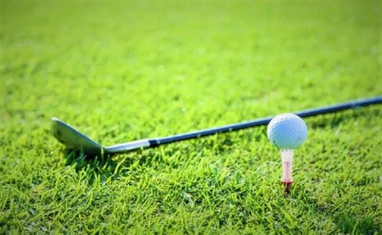 野芝は手入れが簡単なのがメリット！ゴルフ場でも使われる芝について