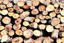 伐採で出た木材をお金に換えよう！立木でも原木でも買取は可能！