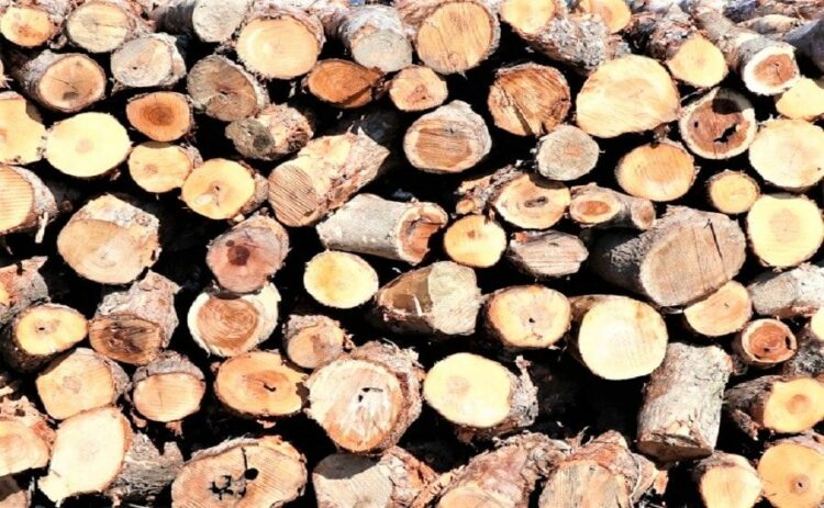 伐採で出た木材をお金に換えよう！立木でも原木でも買取は可能！