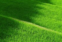 クログワイの駆除はじっくり取り組もう！きれいな水田を取り戻す方法