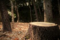 抜根の道具はこれがあると便利！自分でできる抜根の手順を解説！