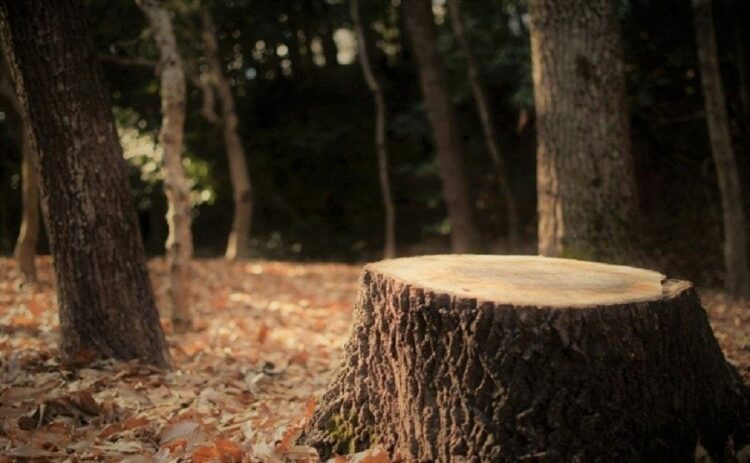 抜根の道具はこれがあると便利！自分でできる抜根の手順を解説！