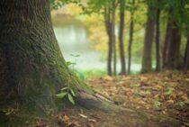 立木の伐採方法を紹介！安全確保や届出などの準備もしっかりしよう