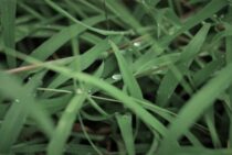 防草シートの耐用年数は10年になるものも！長持ちさせるコツも紹介