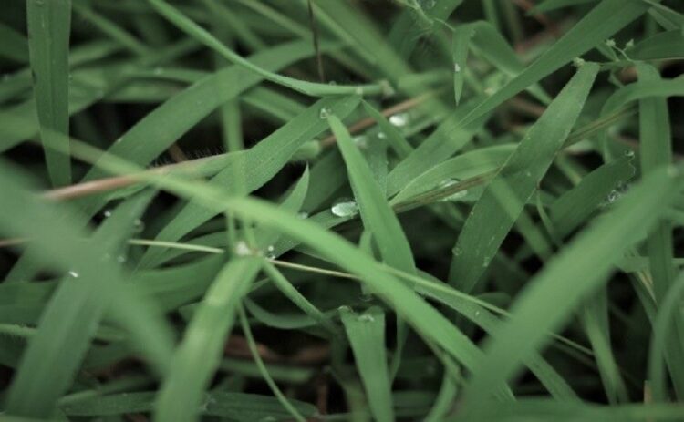 防草シートの耐用年数は10年になるものも！長持ちさせるコツも紹介