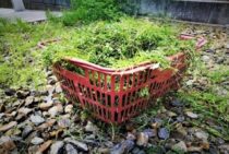 雑草抜きをラクに済ませたい！便利な道具とコツで効率を上げよう