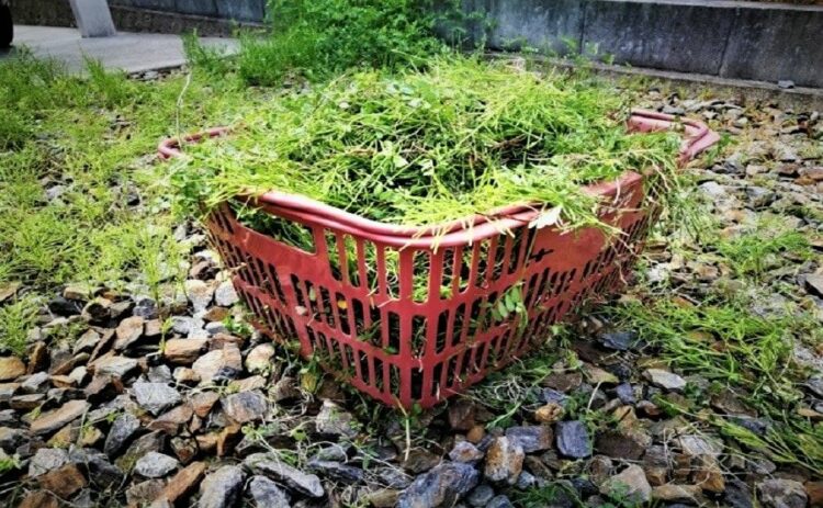 雑草抜きをラクに済ませたい！便利な道具とコツで効率を上げよう