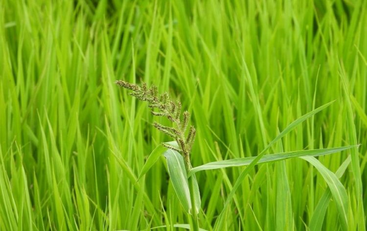 ノビエはイネにそっくりな雑草！見分けるポイントや駆除の方法とは？