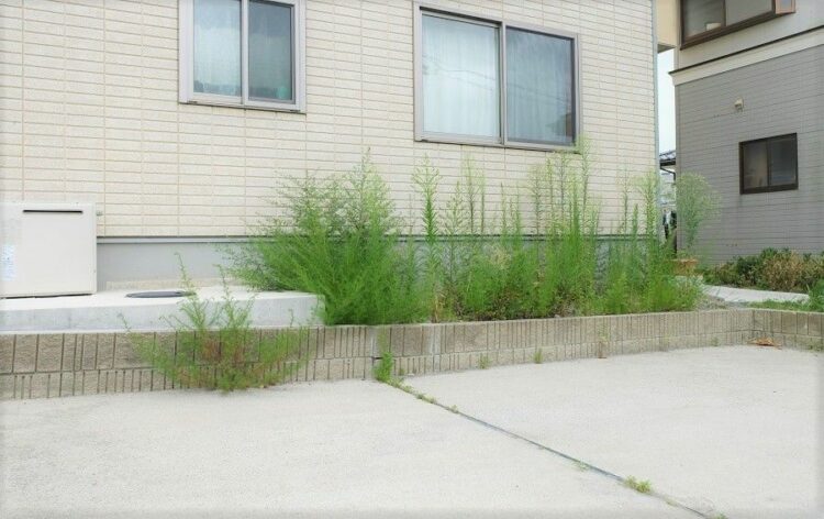 駐車場での雑草対策方法を紹介！車の踏圧にも耐えられる対策法とは