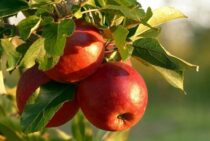 りんごの剪定は難しい！おいしい実を収穫するための剪定方法について