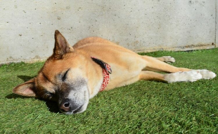 人工芝は犬の運動に最適！ワンちゃんのために庭に芝生を張ろう！