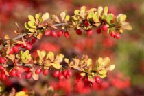 メギは初心者でも育てられる！育て方や剪定のやり方を解説します！