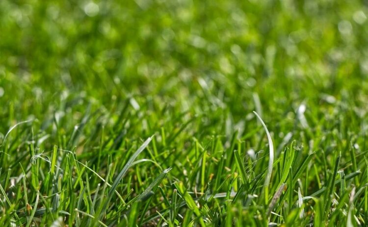 芝生にマダニや害虫が発生する原因と対策法！日ごろのお手入れも大切