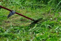 草刈りは石はね防止策をとってからおこなおう。事前に準備することを紹介