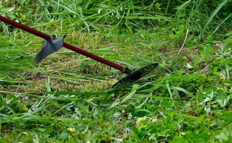 草刈りは石はね防止策をとってからおこなおう。事前に準備することを紹介