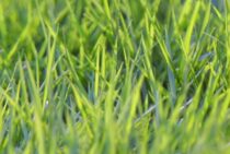 高麗芝と姫高麗芝の違いを解説。自分にあった芝生を取り入れよう！