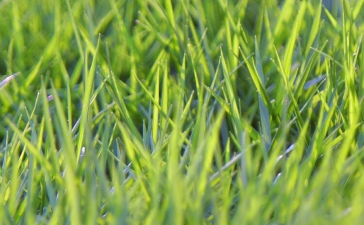 高麗芝と姫高麗芝の違いを解説。自分にあった芝生を取り入れよう！