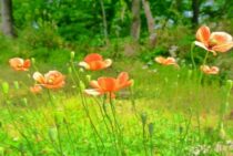 ナガミヒナゲシという雑草は繁殖力が強い！周りに与える影響とは