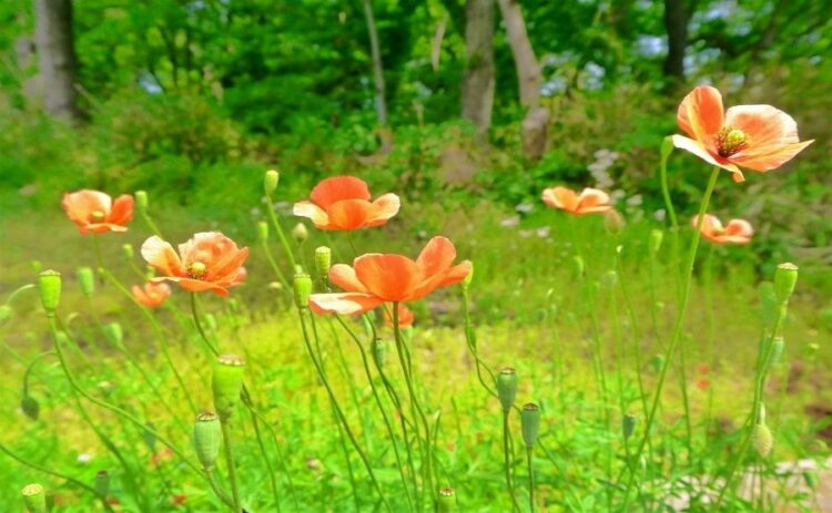 ナガミヒナゲシという雑草は繁殖力が強い！周りに与える影響とは