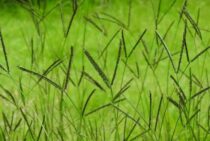 雑草・オヒシバは除草剤で駆除！予防や対策をして庭を守りましょう