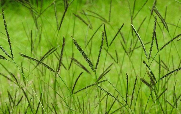 オヒシバの駆除は除草剤が効果的！予防や対策をして庭を守りましょう