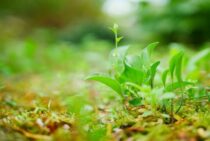 芝生用の土壌には改良剤が最適！水はけ通気性のよい土を手に入れよう