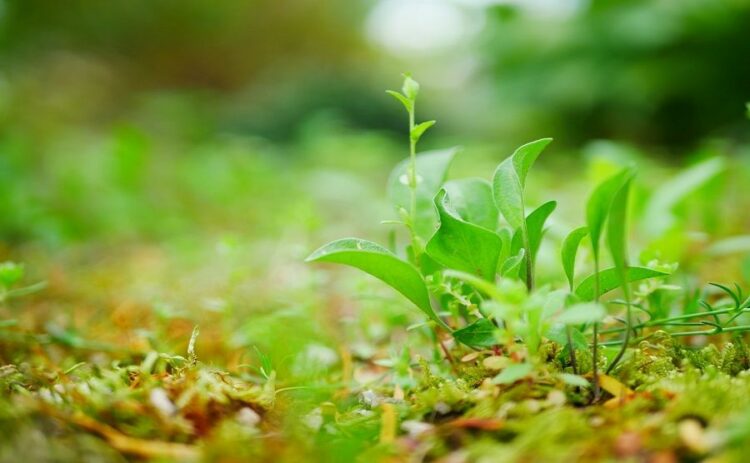 芝生用の土壌には改良剤が最適！水はけ通気性のよい土を手に入れよう
