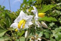 ワルナスビの駆除方法を紹介。やり方を間違えると増殖するかも！？