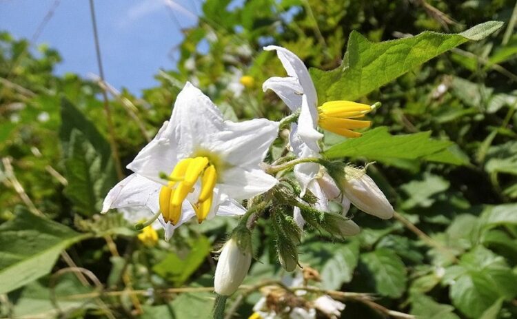 ワルナスビの駆除方法を紹介。やり方を間違えると増殖するかも！？