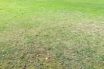 芝生がまだらになる原因と対策方法を紹介。青い芝生を取り戻そう！