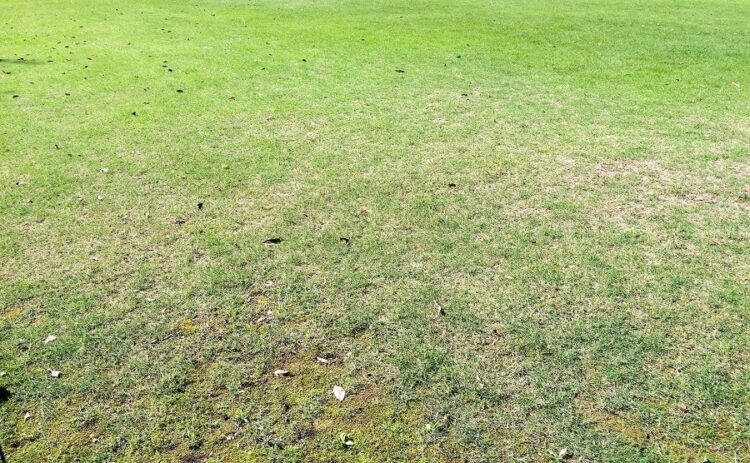 芝生がまだらになる原因と対策方法を紹介。青い芝生を取り戻そう！