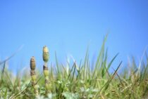 スギナの駆除を熱湯でする方法を紹介！しつこいスギナを退治しよう