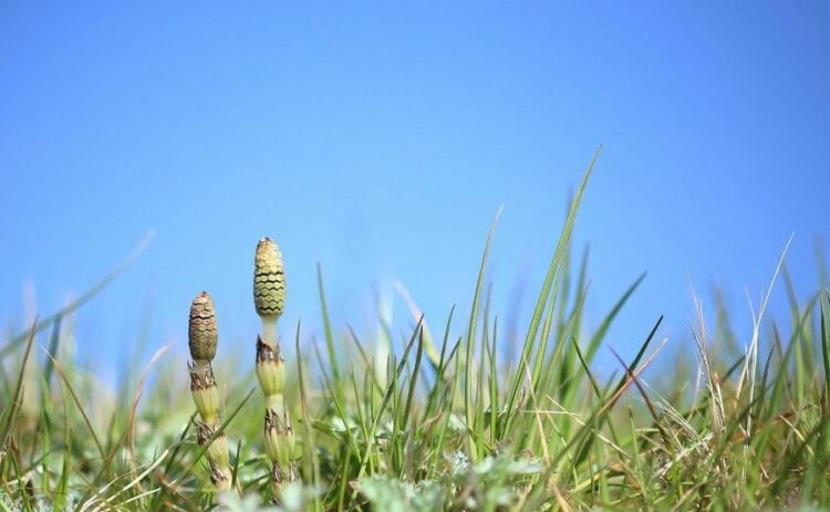 スギナの駆除を熱湯でする方法を紹介！しつこいスギナを退治しよう