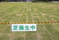 芝生が生えてこない原因を紹介。対処をして庭一面に芝生を広げよう