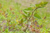イタドリの駆除は一筋縄ではいかない！除草剤を使うときのコツを紹介