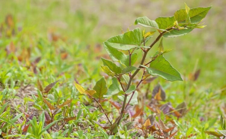 イタドリの駆除は一筋縄ではいかない！除草剤を使うときのコツを紹介