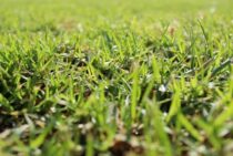 芝刈りの長さは芝生の種類で変わる！正しい刈り方で芝生を健康に！