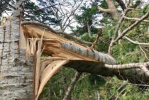 倒木伐採にはくさびとロープが必要！伐採が難しいときは業者に依頼を