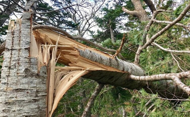 倒木伐採にはくさびとロープが必要！伐採が難しいときは業者に依頼を