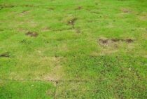 芝生張りのDIYで失敗してしまうことも！正しい張り方を学ぼう！