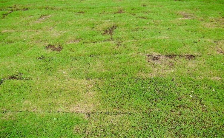 芝生張りのDIYで失敗してしまうことも！正しい張り方を学ぼう！