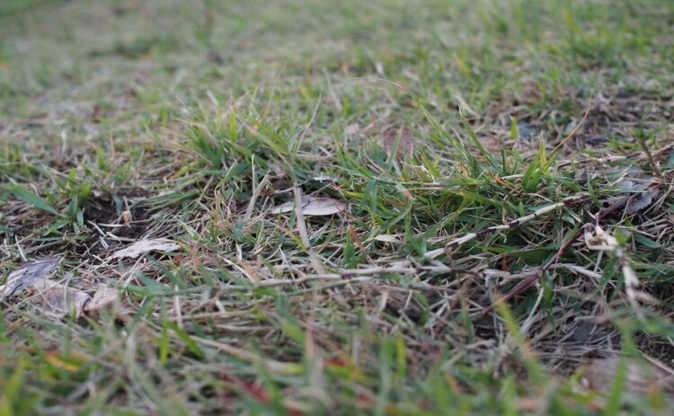 芝生が根腐れを起こす原因は水はけの悪さ。水はけの改善方法を紹介