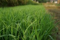 芝生の肥料は撒き方と選び方が重要！芝生を元気にする肥料の基礎知識